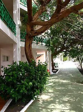 Ficus * Costa Teguise